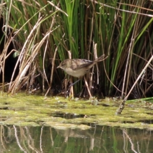 Poodytes gramineus at Monash, ACT - 3 Nov 2021 12:13 PM