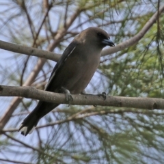 Artamus cyanopterus (Dusky Woodswallow) at Tuggeranong Creek to Monash Grassland - 3 Nov 2021 by RodDeb