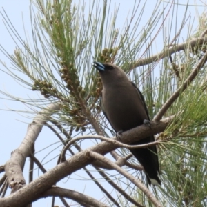 Artamus cyanopterus at Monash, ACT - 3 Nov 2021 12:59 PM