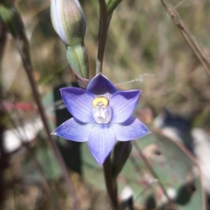 Thelymitra pauciflora at Throsby, ACT - suppressed