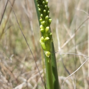 Microtis parviflora at Throsby, ACT - 2 Nov 2021