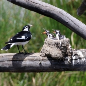 Grallina cyanoleuca at Monash, ACT - 3 Nov 2021