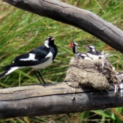 Grallina cyanoleuca at Monash, ACT - 3 Nov 2021