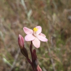 Thelymitra carnea (Tiny Sun Orchid) at Throsby, ACT - 2 Nov 2021 by mlech