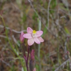 Thelymitra carnea at Throsby, ACT - 3 Nov 2021