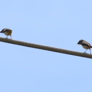 Pardalotus punctatus at Monash, ACT - 3 Nov 2021