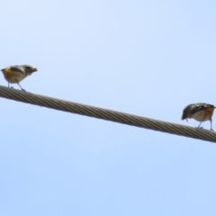 Pardalotus punctatus at Monash, ACT - 3 Nov 2021 11:47 AM