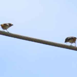 Pardalotus punctatus at Monash, ACT - 3 Nov 2021 11:47 AM