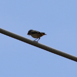 Pardalotus punctatus at Monash, ACT - 3 Nov 2021 11:47 AM