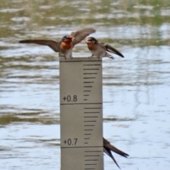 Hirundo neoxena at Monash, ACT - 3 Nov 2021