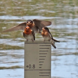 Hirundo neoxena at Monash, ACT - 3 Nov 2021