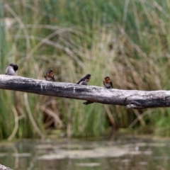 Hirundo neoxena at Monash, ACT - 3 Nov 2021