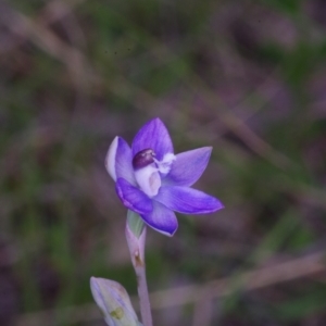 Thelymitra sp. aff. cyanapicata at Throsby, ACT - suppressed