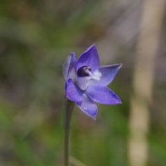 Thelymitra sp. aff. cyanapicata at Throsby, ACT - suppressed