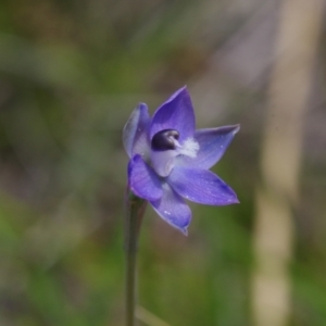 Thelymitra sp. aff. cyanapicata at Throsby, ACT - suppressed