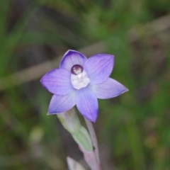 Thelymitra sp. aff. cyanapicata at Throsby, ACT - suppressed