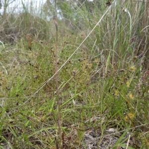 Thelymitra sp. aff. cyanapicata at Throsby, ACT - suppressed