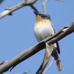 Myiagra rubecula (Leaden Flycatcher) at Stromlo, ACT - 2 Nov 2021 by HelenCross