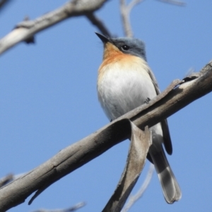 Myiagra rubecula at Stromlo, ACT - suppressed