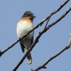 Myiagra rubecula at Stromlo, ACT - suppressed