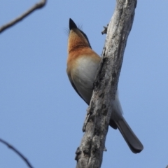 Myiagra rubecula at Stromlo, ACT - suppressed