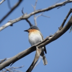 Myiagra rubecula at Stromlo, ACT - 3 Nov 2021