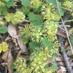 Hydrocotyle laxiflora (Stinking Pennywort) at Molonglo Valley, ACT - 3 Nov 2021 by dgb900