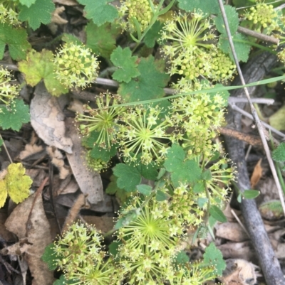 Hydrocotyle laxiflora (Stinking Pennywort) at Molonglo Valley, ACT - 3 Nov 2021 by dgb900