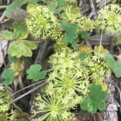 Hydrocotyle laxiflora at Molonglo Valley, ACT - 3 Nov 2021 12:54 PM