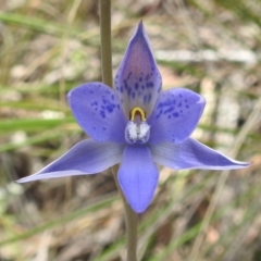 Thelymitra simulata (Graceful Sun-orchid) at Acton, ACT - 3 Nov 2021 by HelenCross