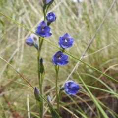 Thelymitra juncifolia (Dotted Sun Orchid) at ANBG - 3 Nov 2021 by HelenCross