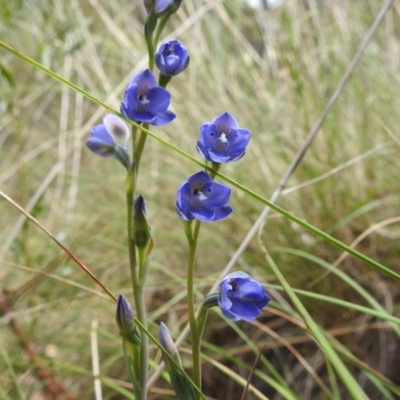 Thelymitra juncifolia (Dotted Sun Orchid) at Acton, ACT - 3 Nov 2021 by HelenCross