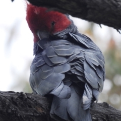 Callocephalon fimbriatum (Gang-gang Cockatoo) at ANBG - 3 Nov 2021 by HelenCross