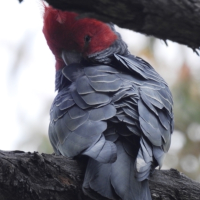 Callocephalon fimbriatum (Gang-gang Cockatoo) at ANBG - 3 Nov 2021 by HelenCross