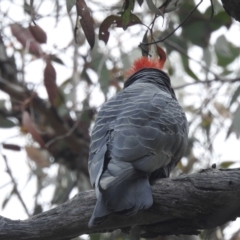 Callocephalon fimbriatum at Acton, ACT - 3 Nov 2021