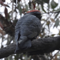 Callocephalon fimbriatum at Acton, ACT - 3 Nov 2021