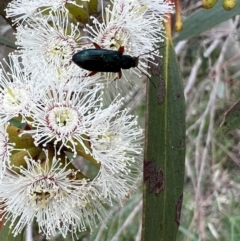 Lepturidea sp. (genus) (Comb-clawed beetle) at Murrumbateman, NSW - 3 Nov 2021 by SimoneC