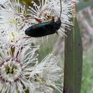 Lepturidea sp. (genus) at Murrumbateman, NSW - 3 Nov 2021