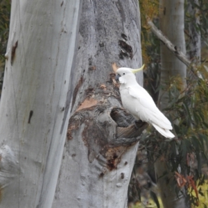 Cacatua galerita at Acton, ACT - suppressed