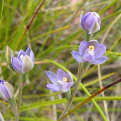 Thelymitra (genus) (sun orchids) at Acton, ACT - 3 Nov 2021 by HelenCross