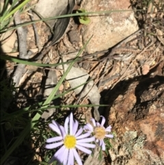 Brachyscome rigidula (Hairy Cut-leaf Daisy) at Bungonia State Conservation Area - 31 Oct 2021 by Tapirlord