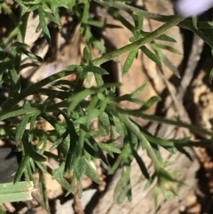 Brachyscome rigidula at Bungonia, NSW - 31 Oct 2021