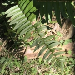 Pellaea falcata (Sickle Fern) at Bungonia State Conservation Area - 31 Oct 2021 by Tapirlord