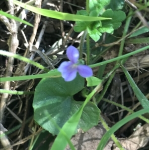 Viola caleyana at Bungonia, NSW - 31 Oct 2021