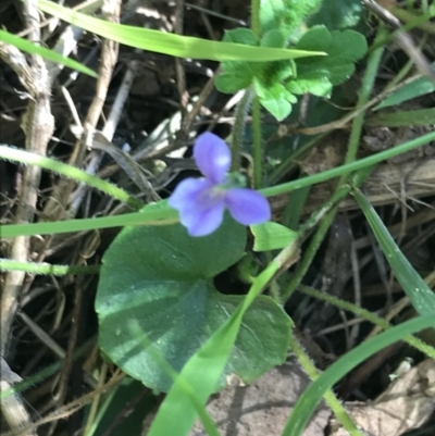 Viola caleyana (Swamp Violet) at Bungonia, NSW - 31 Oct 2021 by Tapirlord