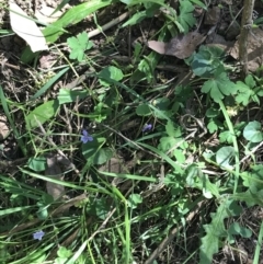 Viola caleyana at Bungonia, NSW - 31 Oct 2021