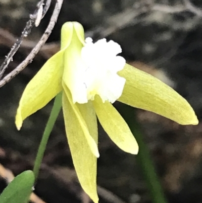 Dockrillia striolata (Streaked Rock Orchid) at Bungonia State Conservation Area - 31 Oct 2021 by Tapirlord