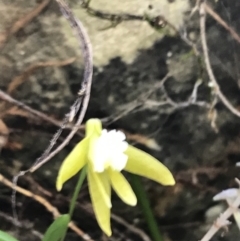 Dockrillia striolata at Marulan, NSW - suppressed