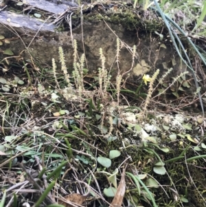 Dockrillia striolata at Marulan, NSW - 31 Oct 2021