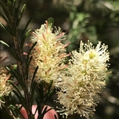 Melaleuca parvistaminea (Small-flowered Honey-myrtle) at Bungonia State Conservation Area - 31 Oct 2021 by Tapirlord